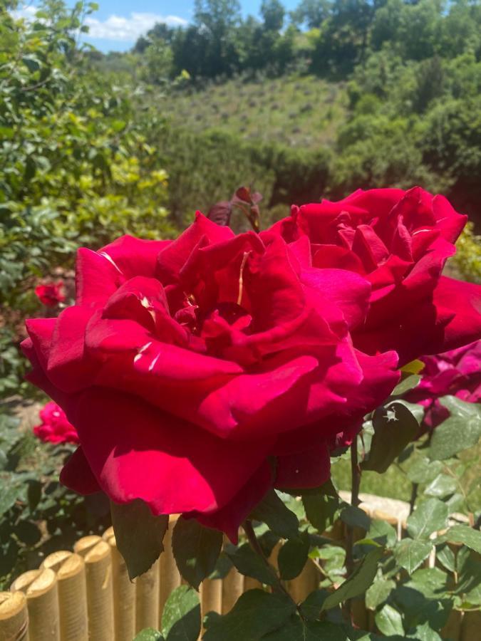 Podere Belsogno-Miniappartamento Roseto Montalcino Esterno foto